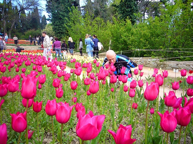 Куда поехать на майские 2012: Тюльпаны в Никитинском ботсаду