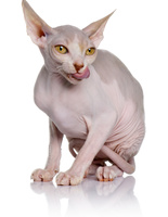 кошки сфинксы кошки сфинксы