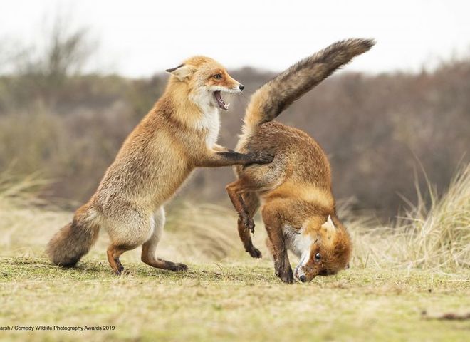 Comedy Wildlife Photography Awards