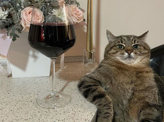 Кот Степан — новая интернет-сенсация