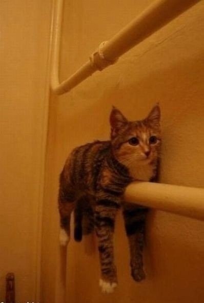 Приколы про котов