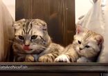 Прикольные сонные коты