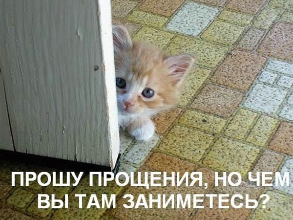 ТОП лучших котоматриц