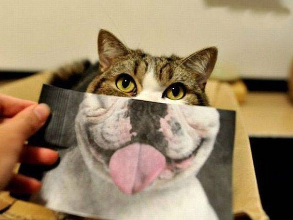 Фотоприкол "Котопёс"