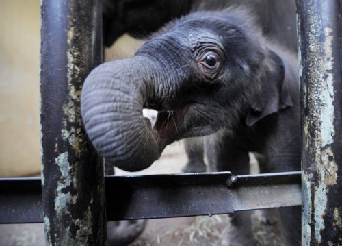 Чудо скотинушки:)