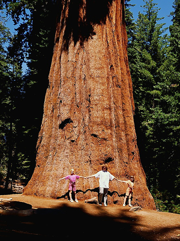 Дерево на прізвисько "президент", Sequoia National Park