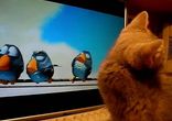 Как котенок мультик смотрел