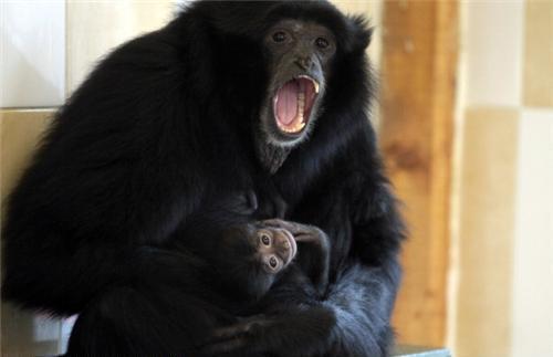 Смешные обезьяны