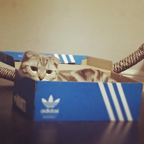 Обожатели коробок