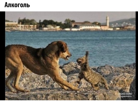 Котики - наркотики