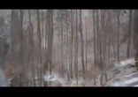 Рысь в дикой природе