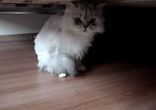 цукерочка прилипла