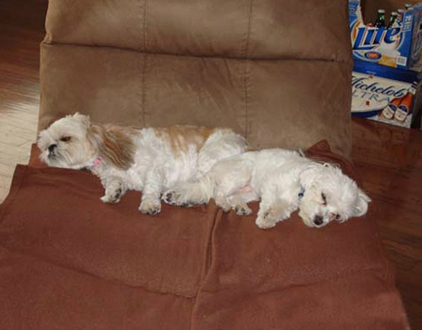 Тяжелое собачье утро