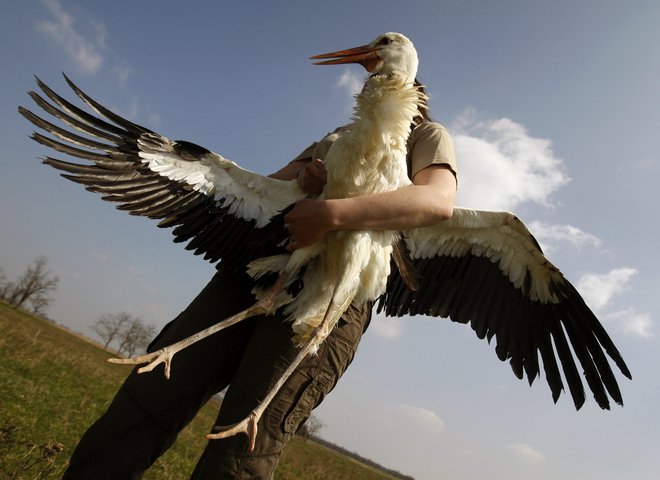 Венгрия, отпускают аистов