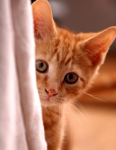 Кофки-Шабаки&Ко