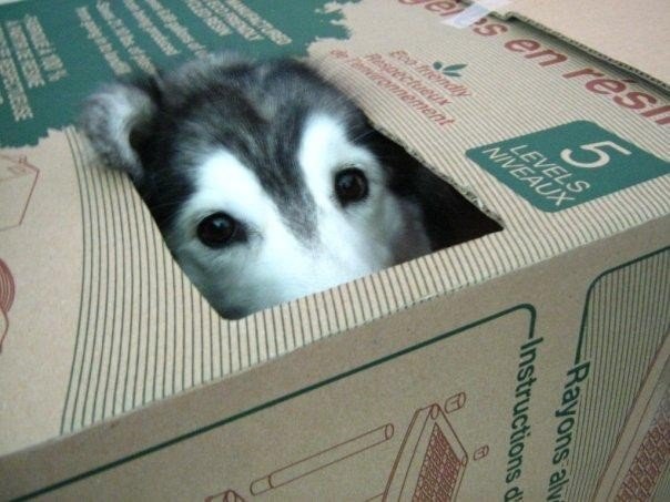Пес, который считает себя котом