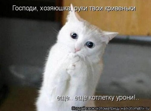 Прикольные картинки с котоматрицами