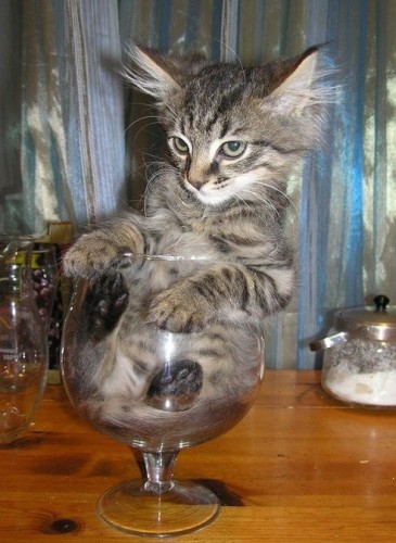 Вездесущие коты