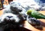 наглый котэ, ой простите, попугай