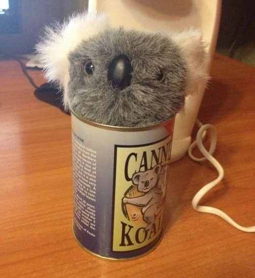 Консервированная коала