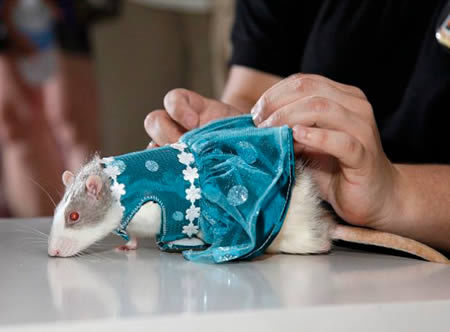 Самые необычные показы моды