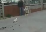 Кот, который не поймал голубя
