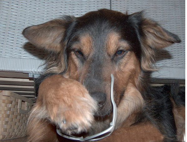 Тяжелое собачье утро