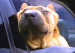 Audi_A6_dog