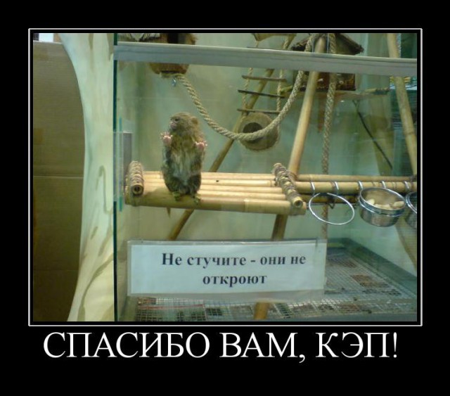 Демотиваторы про кэпа
