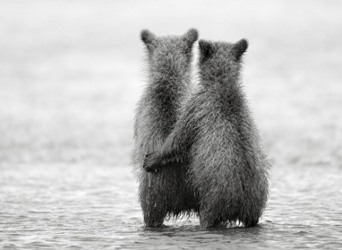 Животные модели