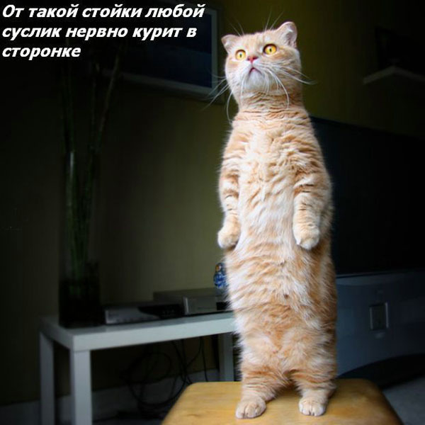 ТОП лучших котоматриц