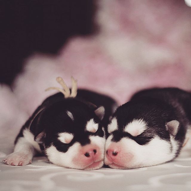 Цуценята Хаскі