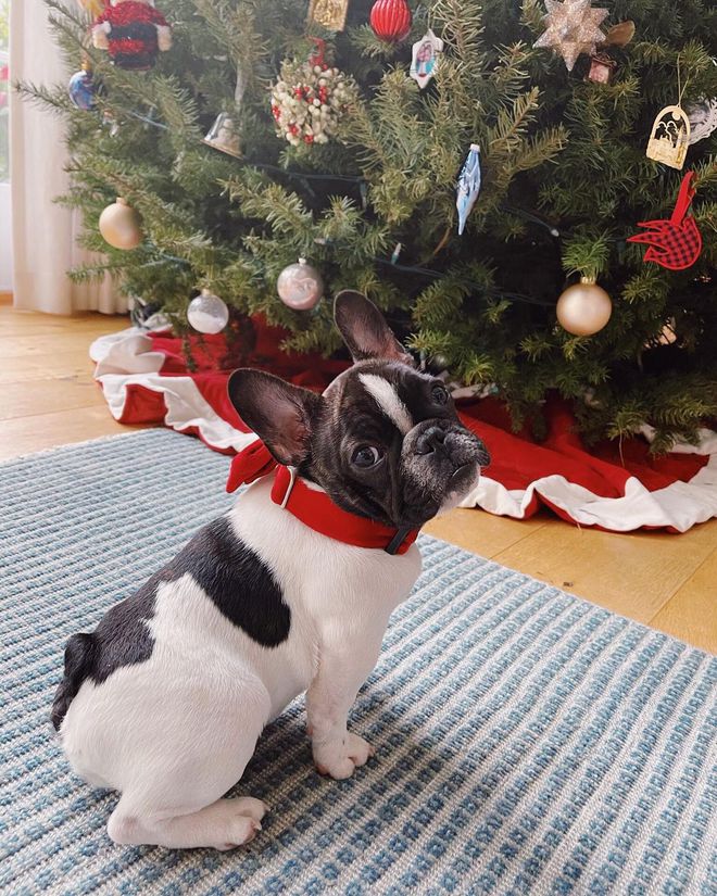 Пес Різ Візерспун