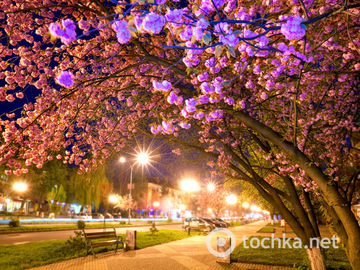 Цветение сакуры в Ужгороде: японские традиции в Украине