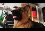 Забавная реакция овчарки на рингтоны