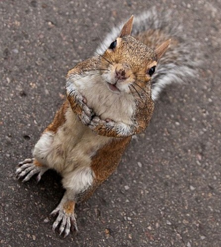 В мире животных