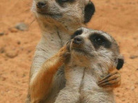 Смешные картинки к пятнице