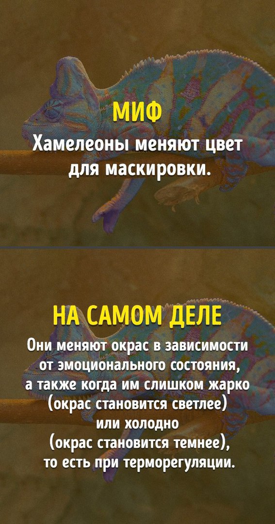 Правда и миф из школьной программы