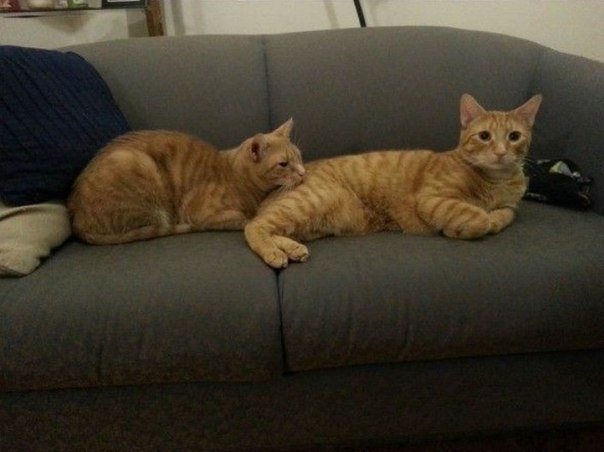Смешные фотки "Котэ атакует!"