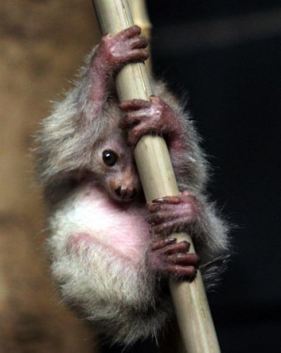 Смешные обезьяны