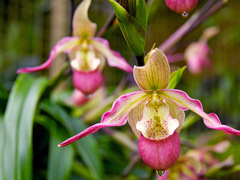 Как размножить орхидеи в домашних условиях