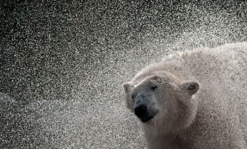 Животные модели