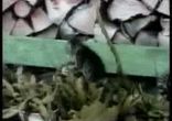 коты