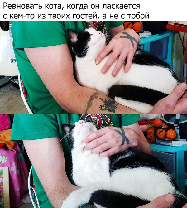 Если у вас есть кот, то...