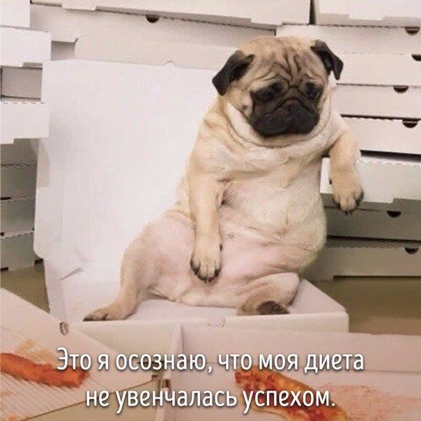 Животные, которые ведут себя совсем как я
