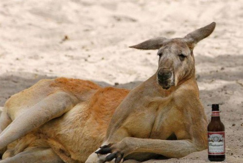 Смешные фотоприколы