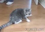 Пьяный кот