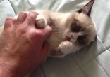 Сердитый котяра