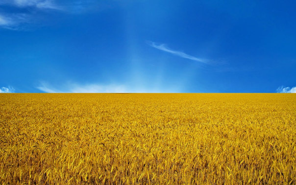 Украинский флаг, сделанный природой
