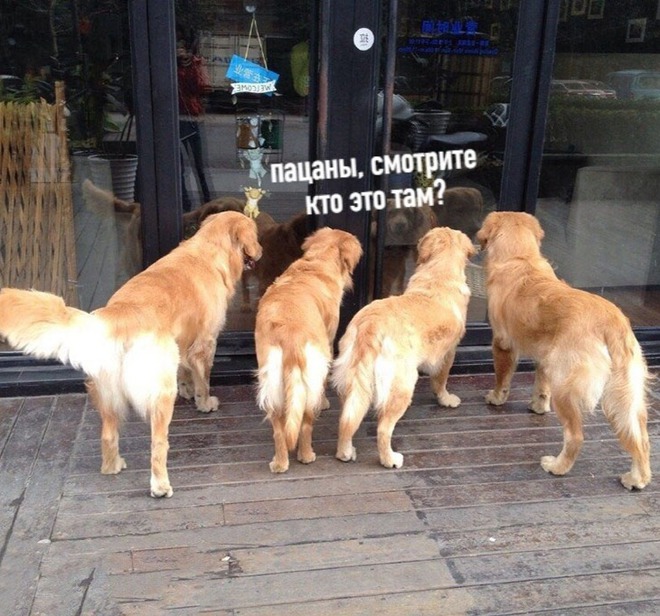 Все обожают котиков